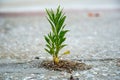 weed growing through crack in cocrete pavement Royalty Free Stock Photo