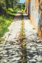 Weed growing through crack in pavement Royalty Free Stock Photo