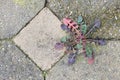 Weed growing in the cracks between patio stones