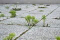 Weed growing in a deserted urban area