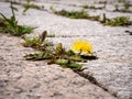 Weed growing in gaps between patio stones