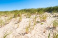 Weed growing on a sandy beach