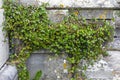Weed Growing on a Wall