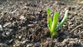 A weed grows on empty ground in a greenhouse next to tomatoes Royalty Free Stock Photo