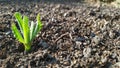 A weed grows on empty ground in a greenhouse next to tomatoes Royalty Free Stock Photo