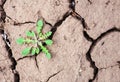 Weed grows in the ground. Royalty Free Stock Photo