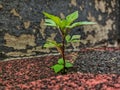 This weed grows in the middle of the paving stones Royalty Free Stock Photo