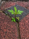 This weed grows in the middle of the paving stones Royalty Free Stock Photo