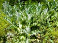 Weed grows near the roadway in Ukraine