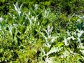 Weed grows near the roadway in Ukraine