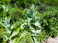 Weed grows near the roadway in Ukraine