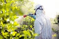Weed insecticide fumigation. Organic ecological agriculture. Spray pesticides, pesticide on fruit lemon in growing agricultural Royalty Free Stock Photo