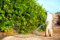 Weed insecticide fumigation. Organic ecological agriculture. Spray pesticides, pesticide on fruit lemon in growing agricultural