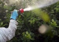 Weed insecticide fumigation. Organic ecological agriculture. Spray pesticides, pesticide on fruit lemon in growing agricultural