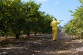 Weed insecticide fumigation. Organic ecological agriculture. Spray pesticides, pesticide on fruit lemon in growing agricultural Royalty Free Stock Photo