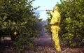 Weed insecticide fumigation. Organic ecological agriculture. Spray pesticides, pesticide on fruit lemon in growing agricultural