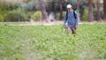 Weed insecticide fumigation. Organic ecological agriculture. Spray pesticides, pesticide on growing potato plant agricultural Royalty Free Stock Photo