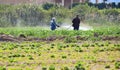 Weed insecticide fumigation. Organic ecological agriculture. Spray pesticides, pesticide on growing potato plant agricultural Royalty Free Stock Photo