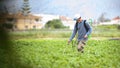 Weed insecticide fumigation. Organic ecological agriculture. Spray pesticides, pesticide on growing potato plant agricultural Royalty Free Stock Photo