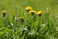 Weed in the lawn, dandelion with yellow flowers Royalty Free Stock Photo