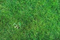 weed on lawn. Removing weeds from garden concept, Royalty Free Stock Photo
