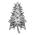 Weed Leaf Cannabis Plant Kush monochrome