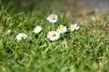 Daisy, Bellis perennis, 4.