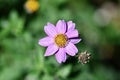 Pink Daisy, Bellis perennis.