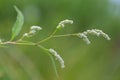 Weed Persicaria lapathifolia grows in a field among agricultural crops.