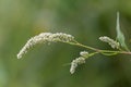 Weed Persicaria lapathifolia grows in a field among agricultural crops.