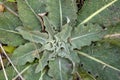 Weed plant in the autumn forest