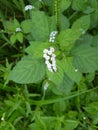 Weeds in the fields. tentacle flower Royalty Free Stock Photo