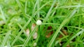 weed plant Kyllinga bulbosa with white flowers jukut pendul closer