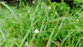 weed plant Kyllinga bulbosa with white flowers jukut pendul top view