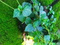 Weed plant on yard Royalty Free Stock Photo