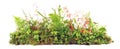Weed Plants growing Banner isolated on white Background - Plant Control Panorama Royalty Free Stock Photo