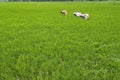 Weed plucking from paddy field