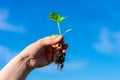 Weed is removing from field by hand pulling. Uprooted weed plant in farmer`s hand on blured sky Royalty Free Stock Photo