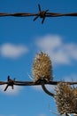 Rusted barb wire and weed Royalty Free Stock Photo