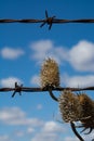 Rusted barb wire and weed Royalty Free Stock Photo