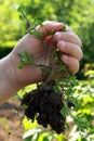 Weed with roots and soil held in child left hand. Royalty Free Stock Photo