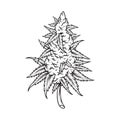 Weed sativa hemp leaf plant botanical logo illustrations monochrome
