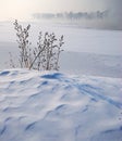 Weed on snow field