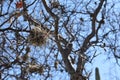 Wild weed in branches of a tree