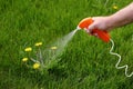 Spraying chemical weed killer on a dandelion. Royalty Free Stock Photo