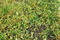 Weed symptom after spraying herbicide