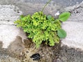 weed type Pilea microphylla grows in water flow holes