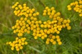 Weed yellow flowers in countryside.