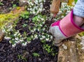 Weeding around the garden heather Royalty Free Stock Photo