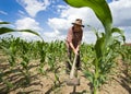 Weeding corn field with hoe Royalty Free Stock Photo